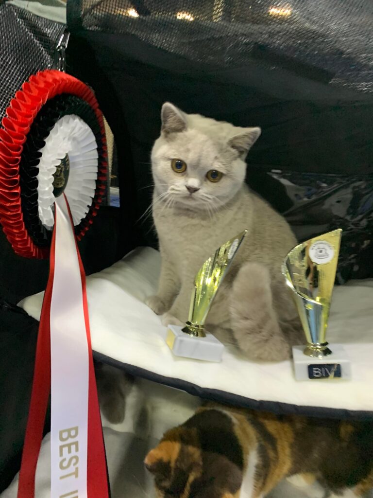 PL*Amazing Aisha Unique BEST IN SHOW ❤ Best in Variety Norway exhibition Congratulations 🙂 Solveig Margrethe Emberland ❤