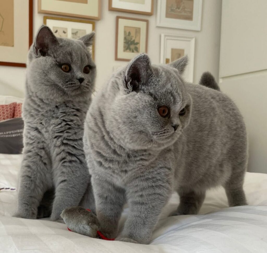 Hodowla kotów brytyjskich - KOTY BRYTYJSKIE NIEBIESKIE XOLA