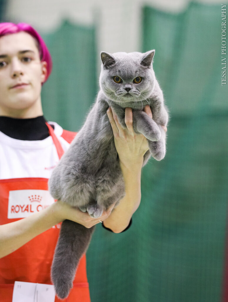 FIFE International Cat Show in Riga, Latvia 26.02.2022 💗PL*Amazing Aisha Vanilla Sky, BSH a💗2xEX 1, 2 x CAC (in competition of 3 females).
