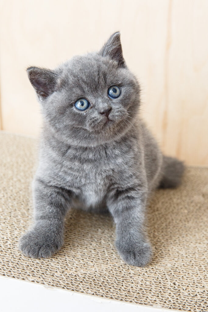 KOTY BRYTYJSKIE NIEBIESKIE