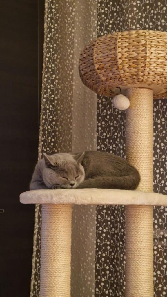 CoCo w nowym domku- Hodowla kotów brytyjskich - KOTY BRYTYJSKIE NIEBIESKIE i liliowe
