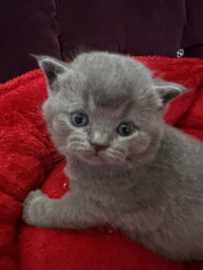 KOTY BRYTYJSKIE NIEBIESKIE I LILIOWE 