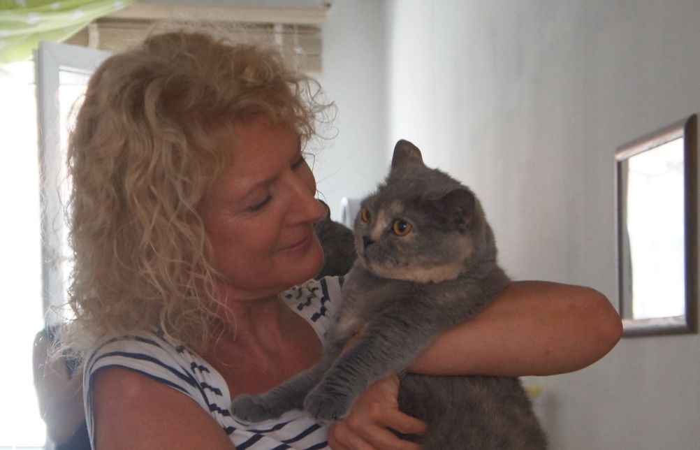 04 08 2013 kotka brytyjska szylkretka niebieska Kassidy of Nilfgard*PL - Kassi z Nową Pańcią 