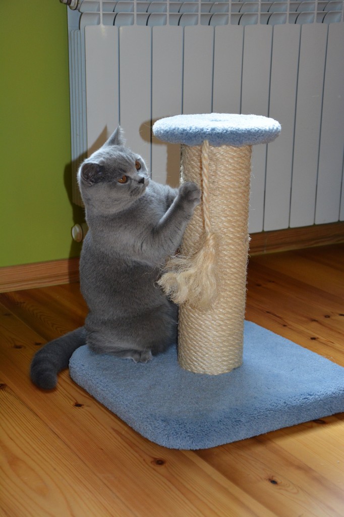 hodowla kotów- niebieski YURI- mam 6 miesięcy 