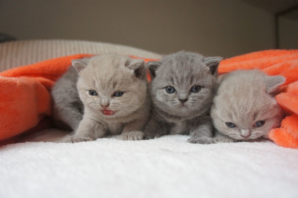 maluszki Fifi koty brytyjskie 
