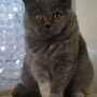 koty-brytyjskie- IC Carrera of Amazing Aisha*PL - Grudzień 2013
