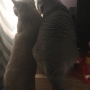 1koty-brytyjskie- kotka niebieska - Fifi i Donna Summer w nowym domu