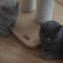 koty-brytyjskie- kotka niebieska - Fifi i Donna Summer w nowym domu