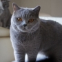 koty-brytyjskie- kotka niebieska - LV*RAYS of HOPE FIFI - 2020