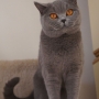 -koty-brytyjskie- kotka niebieska - LV*RAYS of HOPE FIFI - styczeń 2015
