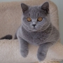 -koty-brytyjskie- kotka niebieska - LV*RAYS of HOPE FIFI - mam 5, 5 miesiąca