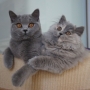 -koty-brytyjskie- kotka niebieska - niebieska FIFI i długowłosa VIVIENNE