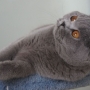 koty-brytyjskie- kotka niebieska - LV*RAYS of HOPE FIFI - mam 7 miesięcy