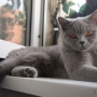 koty-brytyjskie- kotka niebieska - LV*RAYS of HOPE FIFI - wrzesień 2015