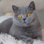koty-brytyjskie--kotka niebieska bria -Mercedes of Amazing Aisha*Pl  - Grudzień 2014