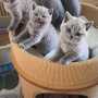 Hodowla kotów brytyjskiech- koty brytyjskie liliowe i niebieskie.