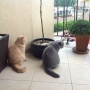 koty brytyjskie - nebraska-i-nashville-w-nowym-domku-mamy-2013